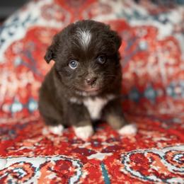 Hannah - Red & white female Miniature Australian Shepherd puppy in Mount Airy, Georgia from North Georgia Gems
