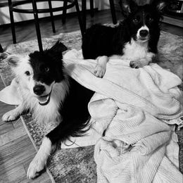 Border Collie Puppies from Ferry Hill Farm