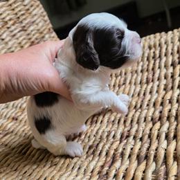 Durkin-Bodie - Brown and white male Cockapoo puppy in Delphos, Ohio from Route 66 Puppies