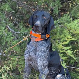 Living the life of Riley - Black roan male German Shorthaired Pointer puppy in San Antonio, Texas from Alvarado Farm Kennels, LLC