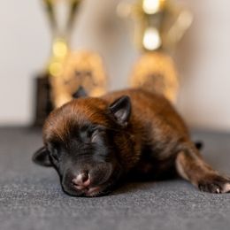 Boy 2 - Fawn male Belgian Malinois puppy in Lincoln, Nebraska from Nebraska K9