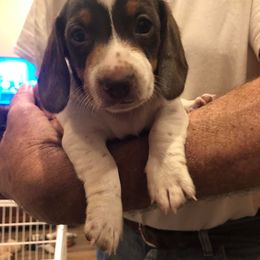 Dachshund Puppies from Deaton’s Doxies