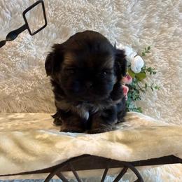Oakley - Black and tan male Shih Tzu puppy in Success, Missouri from Sweet Success