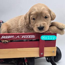 Molly - Apricot female Goldendoodle puppy in Neillsville, Wisconsin from Granton Creek