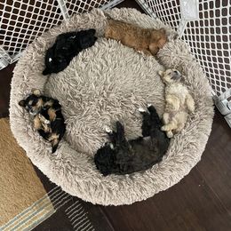 Schnoodle Puppies from Noodle Tings Puppies