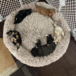 Schnoodle Puppies from Noodle Tings Puppies