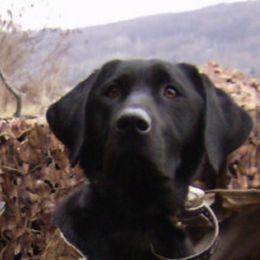 Labrador Retrievers from Muck Madness Retrievers