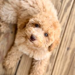 Sweetie - Apricot female Poodle puppy in Liberty, Texas from Poodles and Doodles Most Excellent Adventures