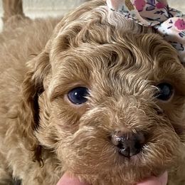 Girl 3 - Cockapoo puppy in California from Sweet Legacy Doodles