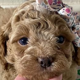 Girl 3 - Cockapoo puppy in California from Sweet Legacy Doodles