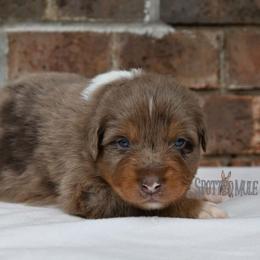 Hutch - Red merle male Australian Shepherd puppy in Wichita Falls, Texas from Spotted Mule Aussies