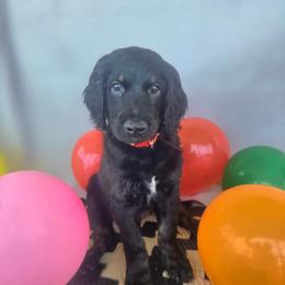 Holly - Phantom female Goldendoodle puppy in Benson, North Carolina from Yvonne❤️Goldendoodles