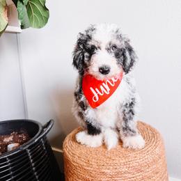 Dahlia Purple Collar - Merle female Sheepadoodle puppy in Republic, Missouri from DOOD & Co
