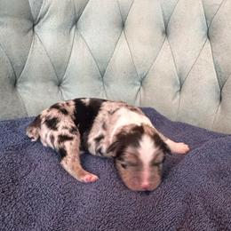 Boy 2 - Blue merle male Australian Shepherd puppy in Bison, South Dakota from South Dakota Creekside Australian Shepherds