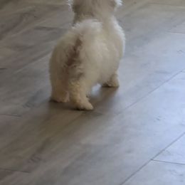 Boy - Bichon Frise