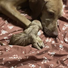 Baby - Golden rust Vizsla puppy in Chipley, Florida from GT Gundogs