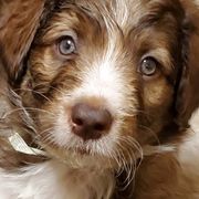 Bordoodle Puppies from Nolichuckey Bordoodles