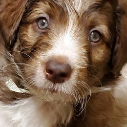 Bordoodle Puppies from Nolichuckey Bordoodles