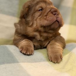 Queso - Brown sable male Chinese Shar-Pei puppy in Lenoir, North Carolina from Peitato Chips