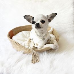 Teeny Noel - Black and white male Chihuahua puppy in Sacramento, California from Honey Bee Chihuahua’s