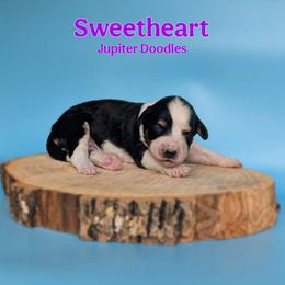 Sweetheart - Black tri-color female Aussiedoodle puppy in Lake Bronson, Minnesota from Jupiter Doodles