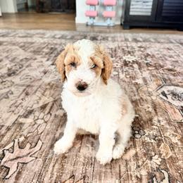 Gumbo - Parti male Goldendoodle puppy in Inman, South Carolina from Dark Corner Doodles