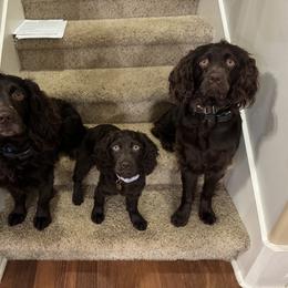 Boykin Spaniel All Grown Up from Honey Run Boykins