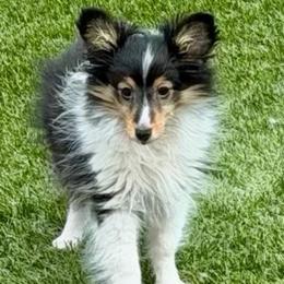 JACK - Black & tan male Toy Shetland Sheepdog puppy in Livonia, Michigan from M7’s Shelties, Toonies & AussieDoodles