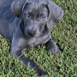Orange collar boy - Blue male Weimaraner puppy in Waucoma, Iowa from Dreamweaver Weimaraners