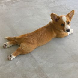 Cardigan Welsh Corgi Puppies from Penfro Corgis