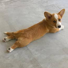 Cardigan Welsh Corgi Puppies from Penfro Corgis
