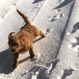Goldendoodle Puppies from Brashears Livestock and Dogs