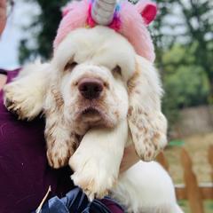 Clumber Spaniel Puppies from Rainsway Clumber Spaniels