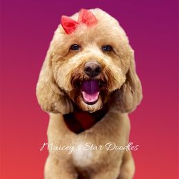 Marley - Goldendoodle