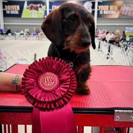 Greta - Dachshund