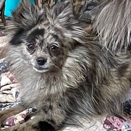 Pomskies and Yorkipoos from The Copper Feather