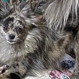 Pomskies and Yorkipoos from The Copper Feather