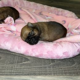 Brussels Griffon Puppies from Butler Brussels Griffon