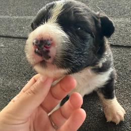 Gator - Black tri-color male Australian Shepherd puppy in Franklinton, Louisiana from Cottonwood Farms Australian Shepherds