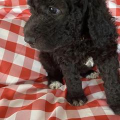 Saint Berdoodle Puppies from R & C's for the Love of Doodles