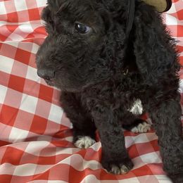 Saint Berdoodle Puppies from R & C's for the Love of Doodles
