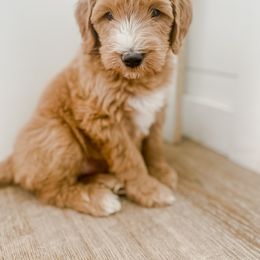 Goldendoodle Puppies from Whidbey Goldendoodles