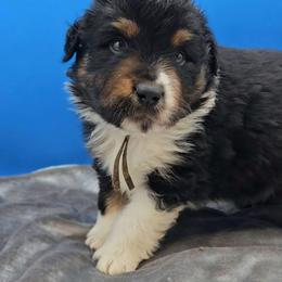 Brown Collar BTM - Black tri male Miniature American Shepherd puppy in Lexington, Kentucky from Deuce's Den