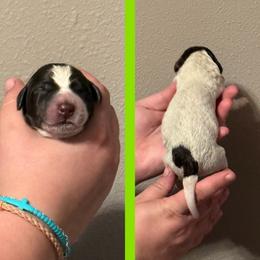 Biscuit (green) - Liver roan male German Shorthaired Pointer puppy in Marshfield, Missouri from Suma Kennels