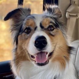 Aussiedoodles, Australian Shepherds, and Miniature Australian Shepherds from Happy Haven Puppies