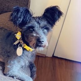 Miniature Schnauzers from Virginia Puppy Palace