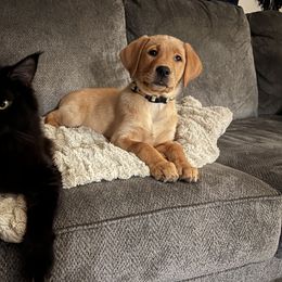 Dachshund and Labrador Retriever Puppies from Honeydew Ranch