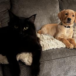 Dachshund and Labrador Retriever Puppies from Honeydew Ranch