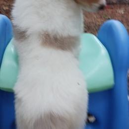 Collie Puppies from Dove Creek Collies