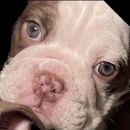 Bulldogs from Hero Bulldogs